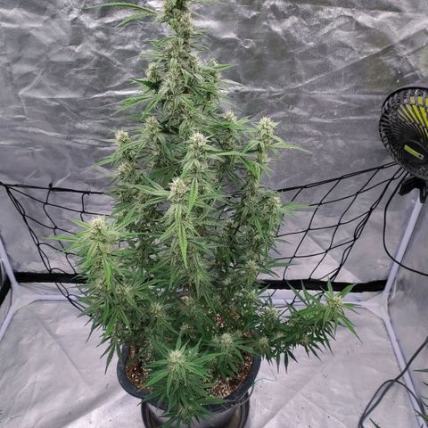 Purple Punch Automatic growlog timeline photo