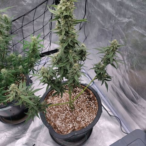 Purple Punch Automatic growlog timeline photo