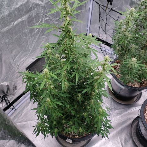 Purple Punch Automatic growlog timeline photo