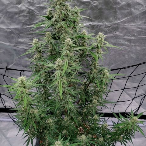 Purple Punch Automatic growlog timeline photo