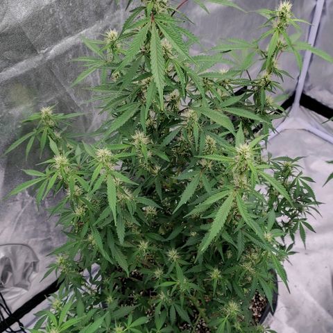 Purple Punch Automatic growlog timeline photo