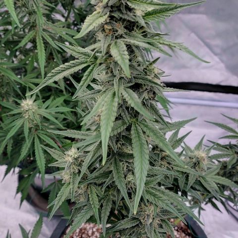 Purple Punch Automatic growlog timeline photo