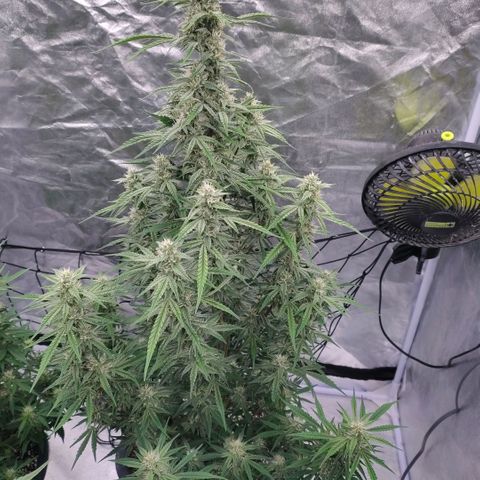 Purple Punch Automatic growlog timeline photo