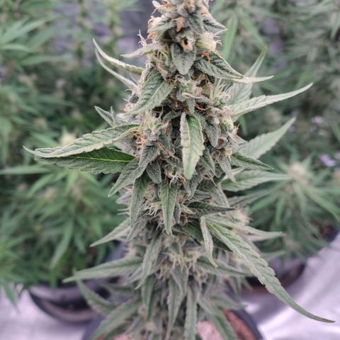 Purple Punch Automatic growlog timeline photo