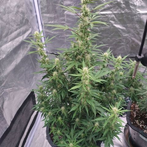 Purple Punch Automatic growlog timeline photo