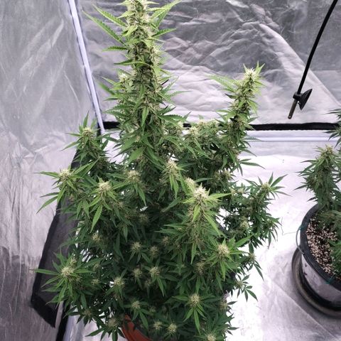 Purple Punch Automatic growlog timeline photo