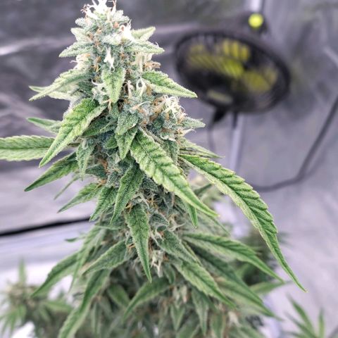 Purple Punch Automatic growlog timeline photo