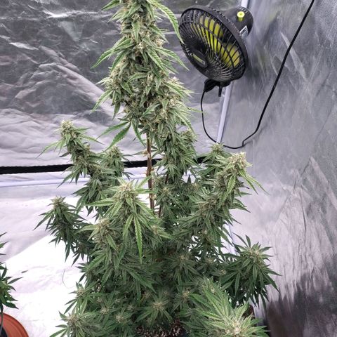 Purple Punch Automatic growlog timeline photo