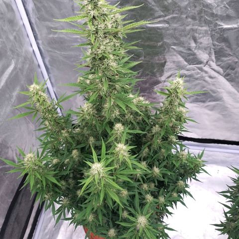 Purple Punch Automatic growlog timeline photo