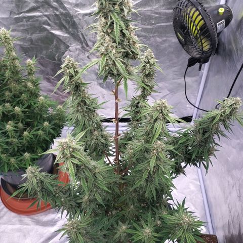 Purple Punch Automatic growlog timeline photo