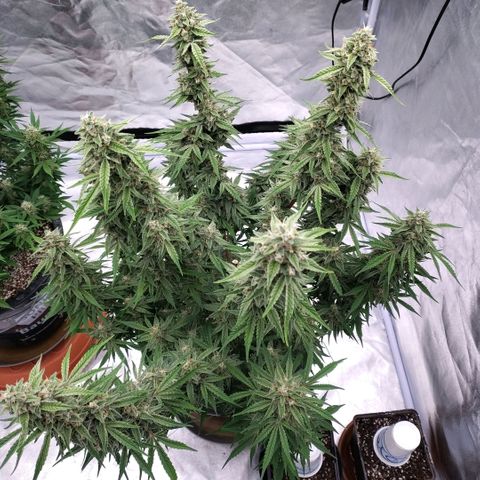 Purple Punch Automatic growlog timeline photo