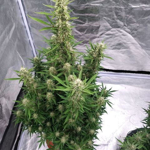 Purple Punch Automatic growlog timeline photo