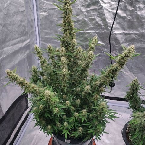 Purple Punch Automatic growlog timeline photo