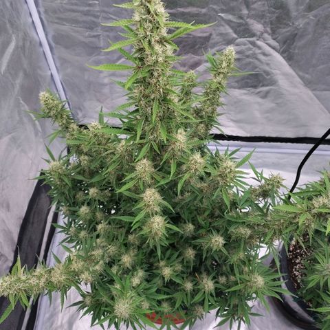 Purple Punch Automatic growlog timeline photo