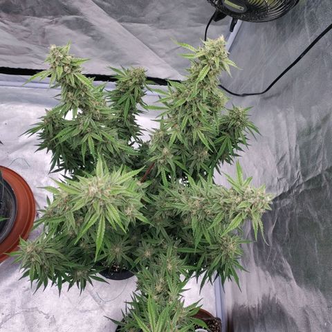 Purple Punch Automatic growlog timeline photo