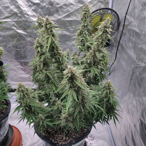 Purple Punch Automatic growlog timeline photo