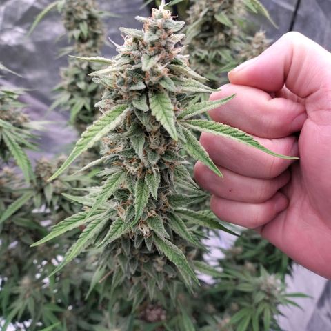 Purple Punch Automatic growlog timeline photo