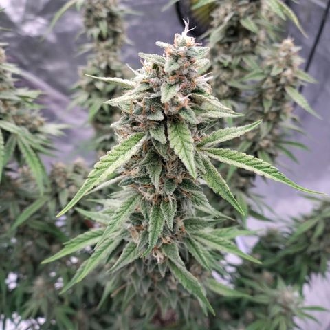 Purple Punch Automatic growlog timeline photo