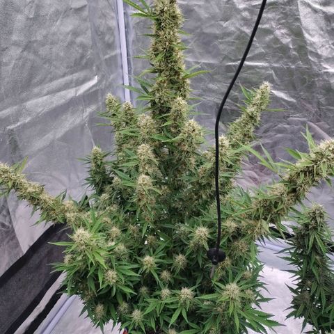 Purple Punch Automatic growlog timeline photo