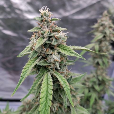 Purple Punch Automatic growlog timeline photo