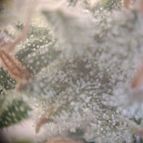 Purple Punch Automatic growlog timeline photo