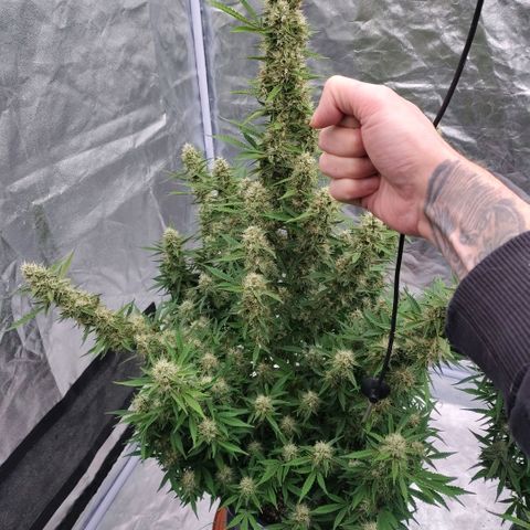 Purple Punch Automatic growlog timeline photo