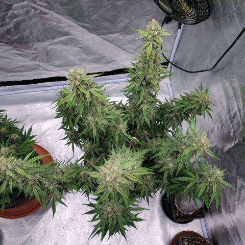 Purple Punch Automatic growlog timeline photo