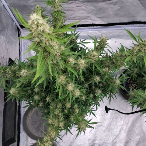 Purple Punch Automatic growlog timeline photo