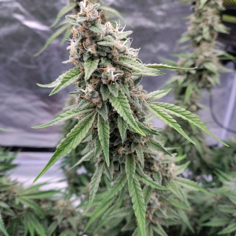 Purple Punch Automatic growlog timeline photo