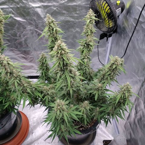 Purple Punch Automatic growlog timeline photo