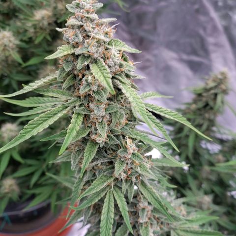 Purple Punch Automatic growlog timeline photo