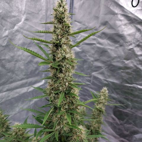 Purple Punch Automatic growlog timeline photo