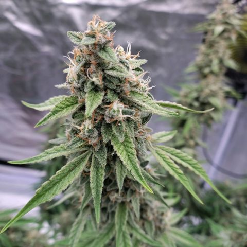 Purple Punch Automatic growlog timeline photo