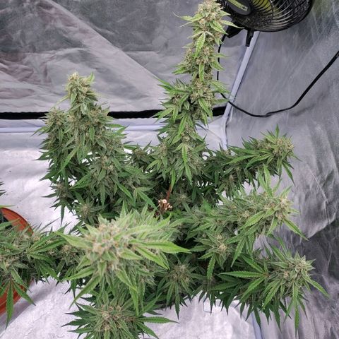 Purple Punch Automatic growlog timeline photo