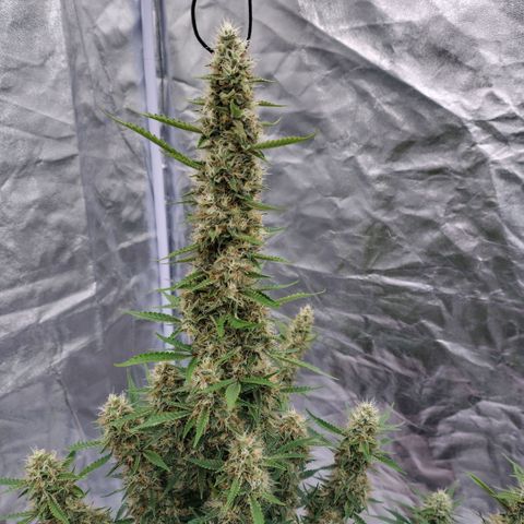 Purple Punch Automatic growlog timeline photo