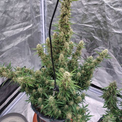 Purple Punch Automatic growlog timeline photo