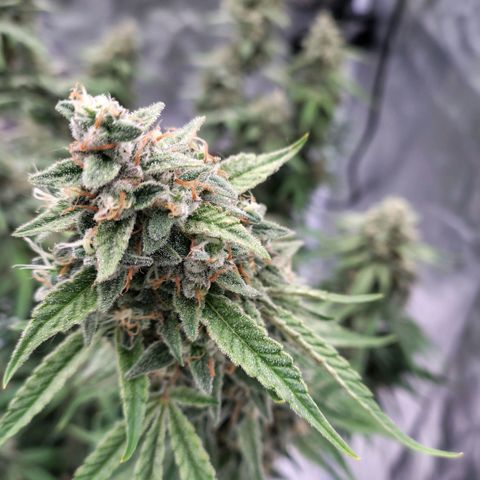 Purple Punch Automatic growlog timeline photo