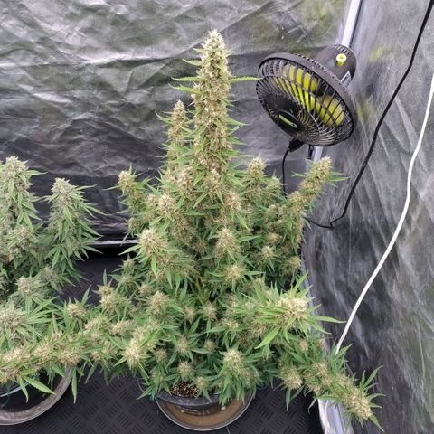 Purple Punch Automatic growlog timeline photo