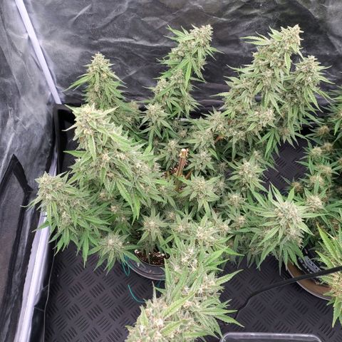 Purple Punch Automatic growlog timeline photo