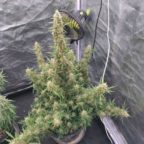 Purple Punch Automatic growlog timeline photo