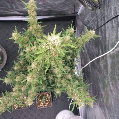 Purple Punch Automatic growlog timeline photo