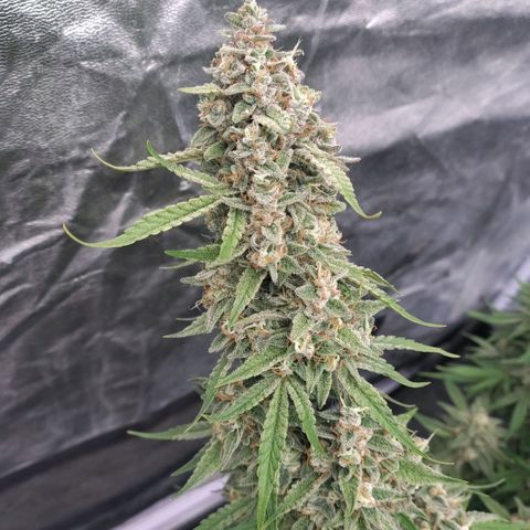 Purple Punch Automatic growlog timeline photo