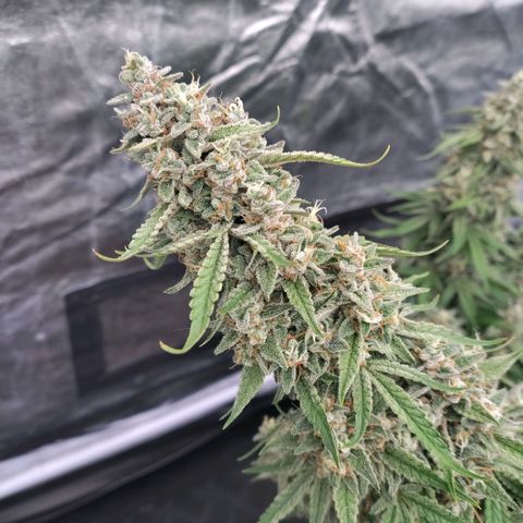 Purple Punch Automatic growlog timeline photo
