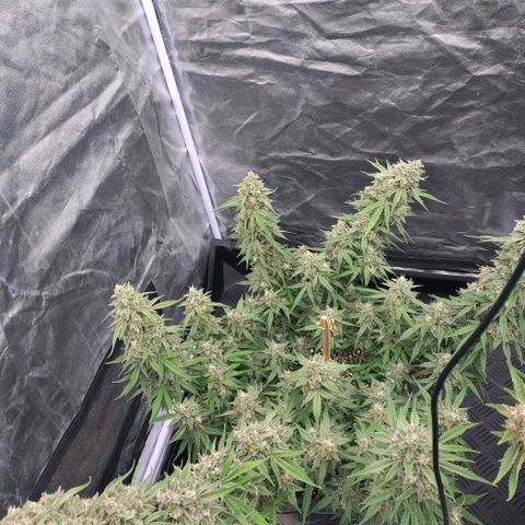 Purple Punch Automatic growlog timeline photo