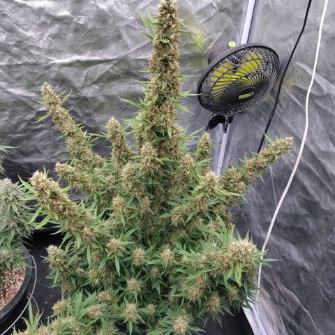 Purple Punch Automatic growlog timeline photo