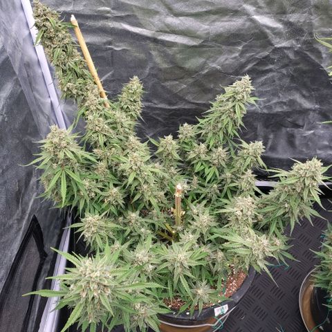 Purple Punch Automatic growlog timeline photo