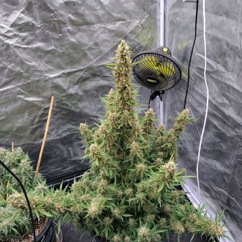 Purple Punch Automatic growlog photo: Teilernte 