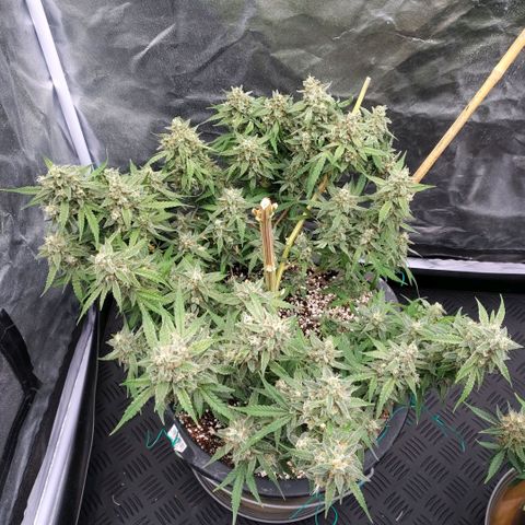 Purple Punch Automatic growlog photo: Teilernte 