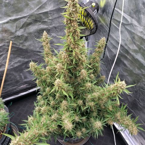 Purple Punch Automatic growlog timeline photo