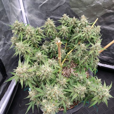 Purple Punch Automatic growlog timeline photo